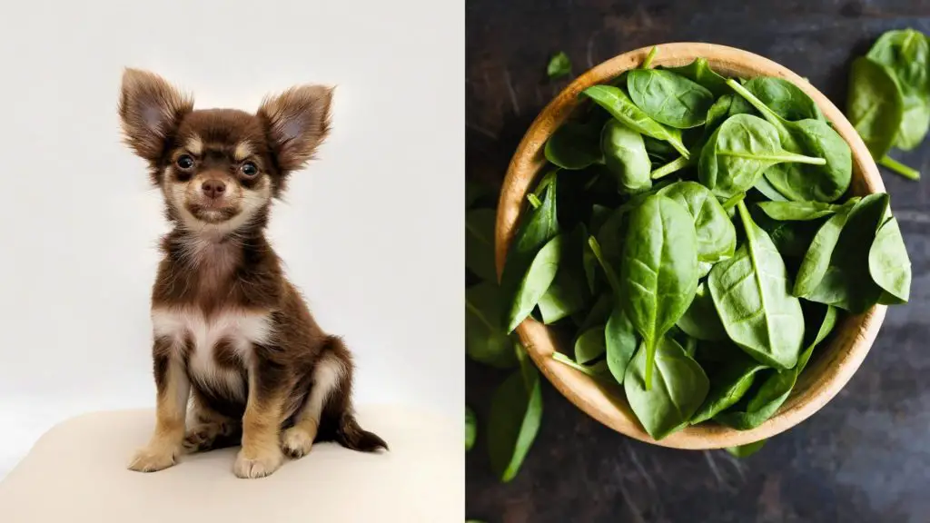 Can dogs eat basil?