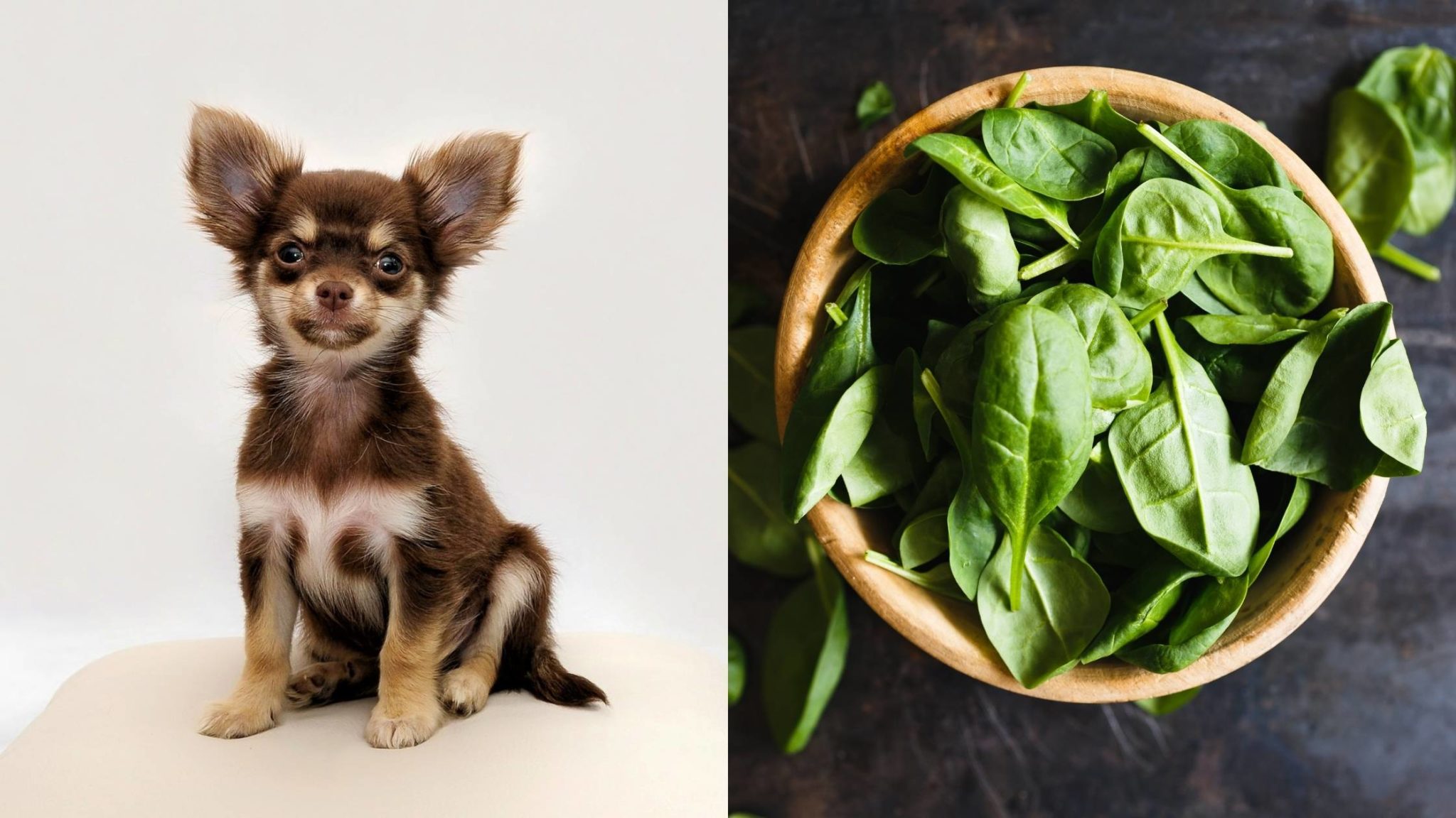 Can Dogs Eat Basil? Is it Safe?