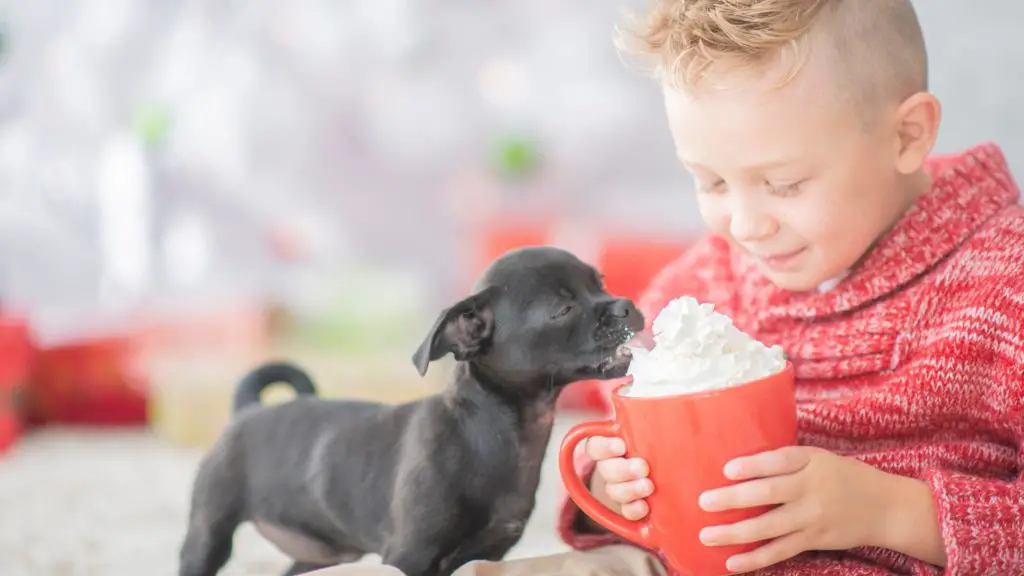 Can dogs eat cool whip?