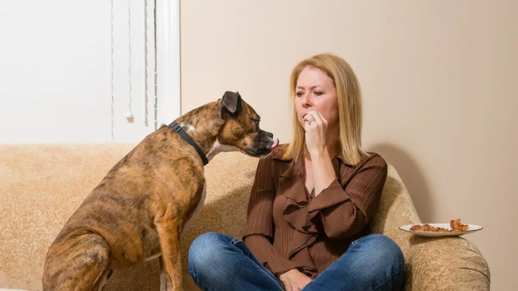 Can dogs eat cured meat 3 Can Dogs Eat Prosciutto Can dogs eat cured meat?