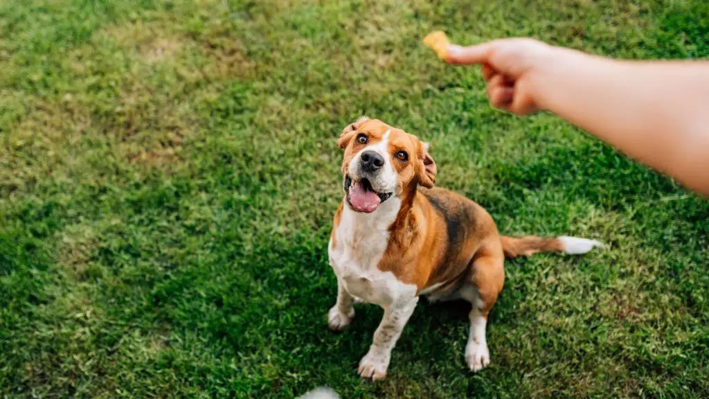 Can dogs eat fried plantains?