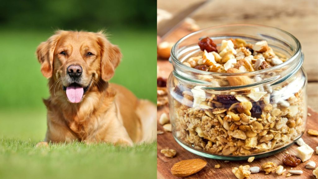 Can dogs eat granola?