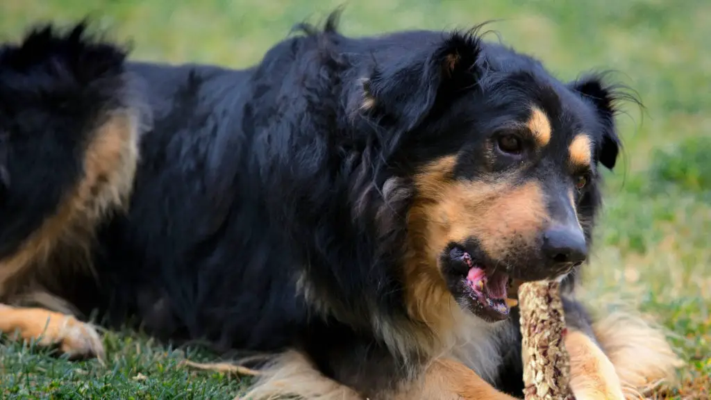 Can dogs eat granola bars?