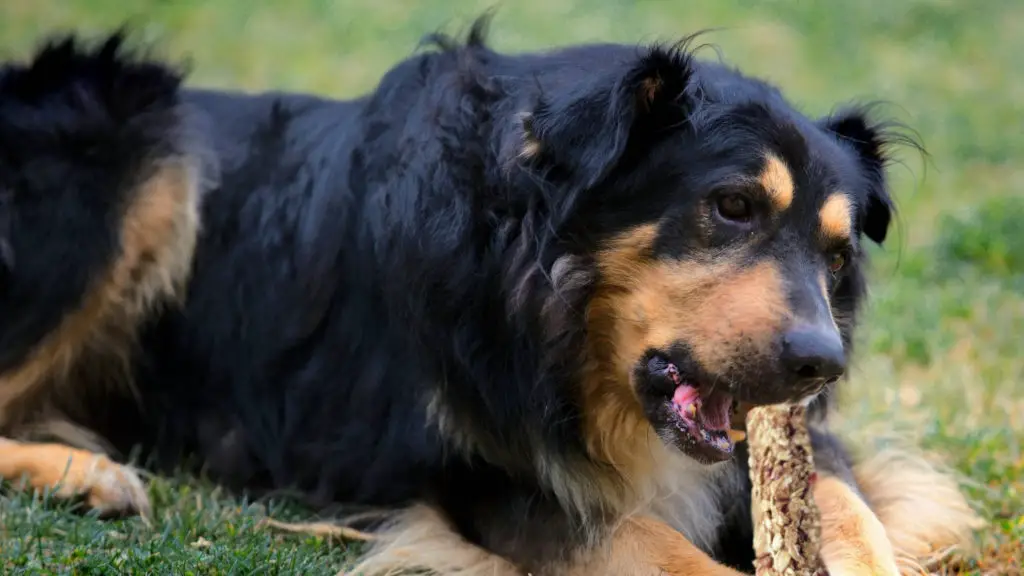 Can dogs eat granola bars 4 Can Dogs Eat Granola Can dogs eat granola bars?