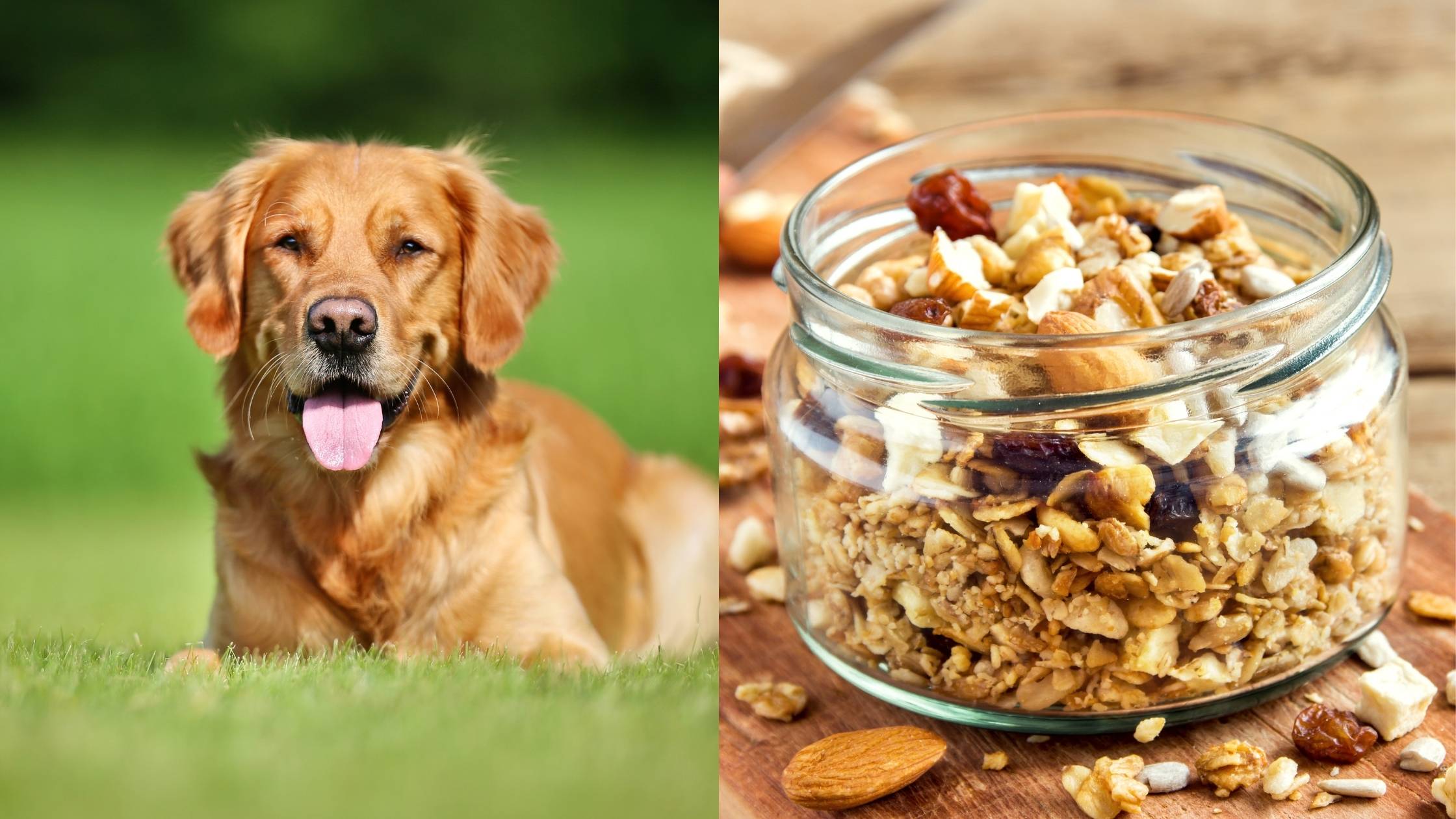 Can Dogs Eat Granola