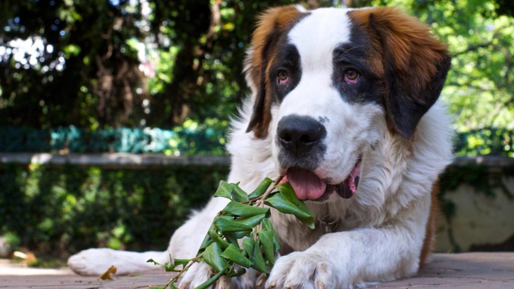 Can dogs eat mulberry leaves?