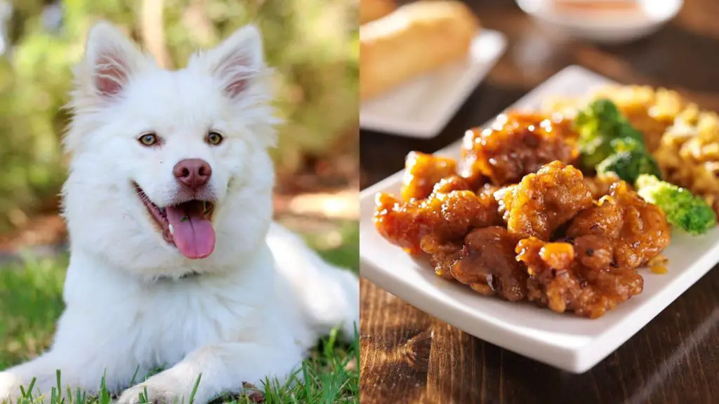 Can dogs eat orange chicken?