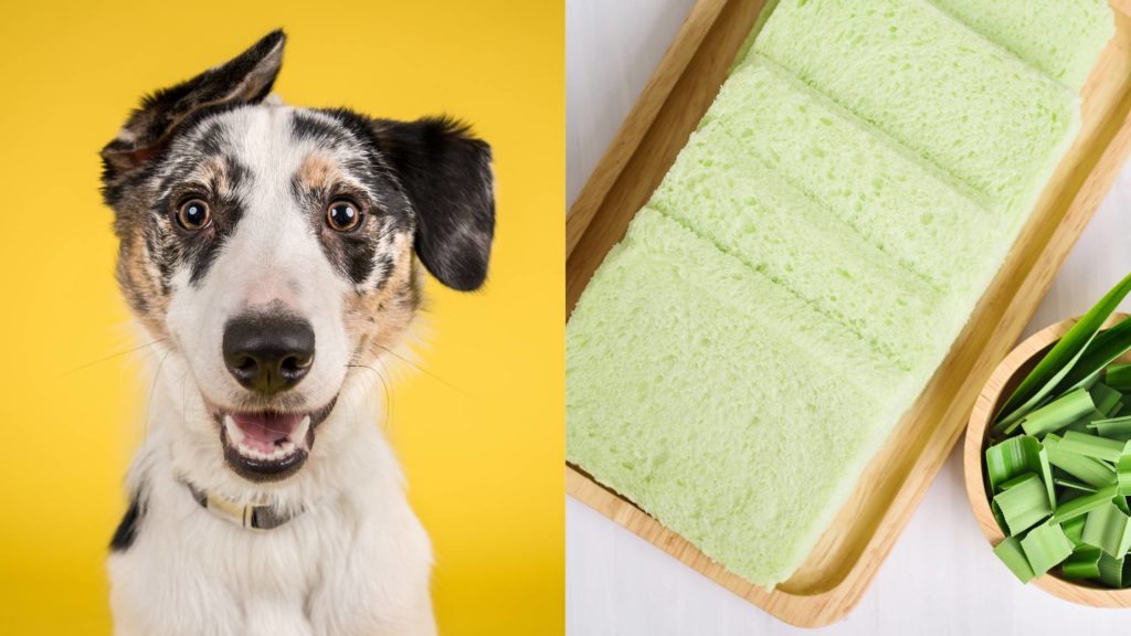 Can dogs eat pandan bread?