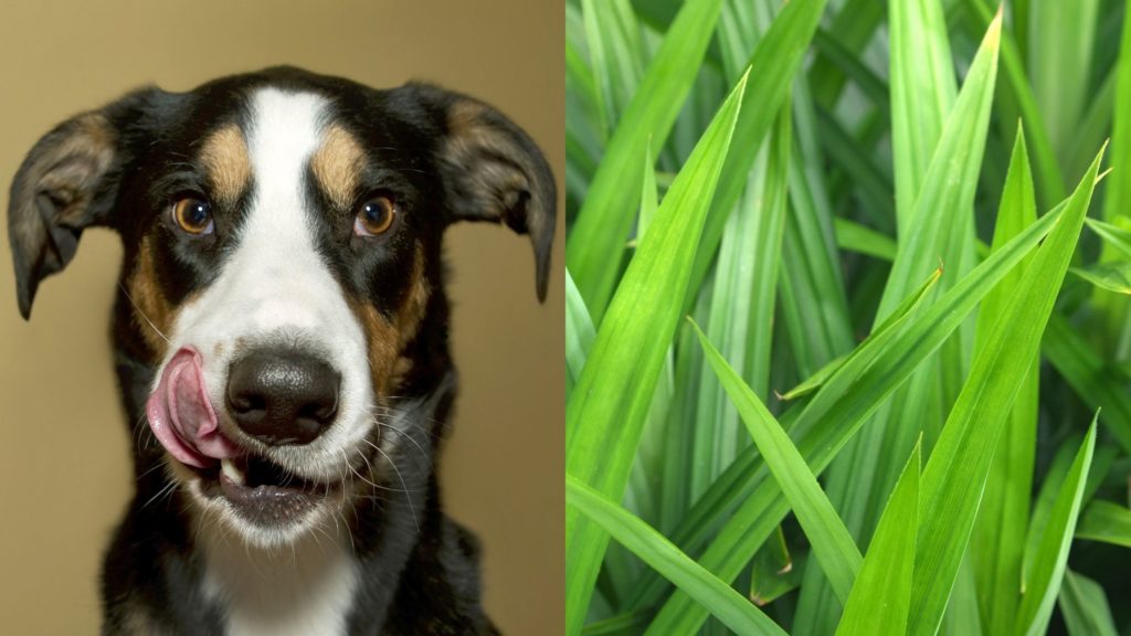 Can dogs eat pandan leaves?