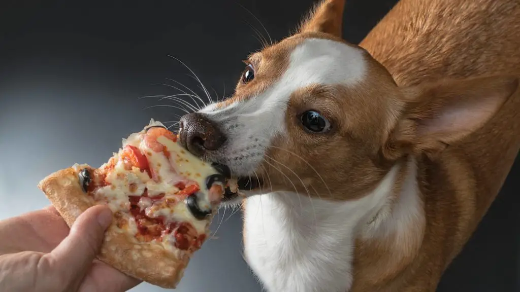 Can dogs eat pizza?