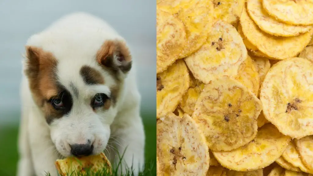 Can dogs eat plantain chips?