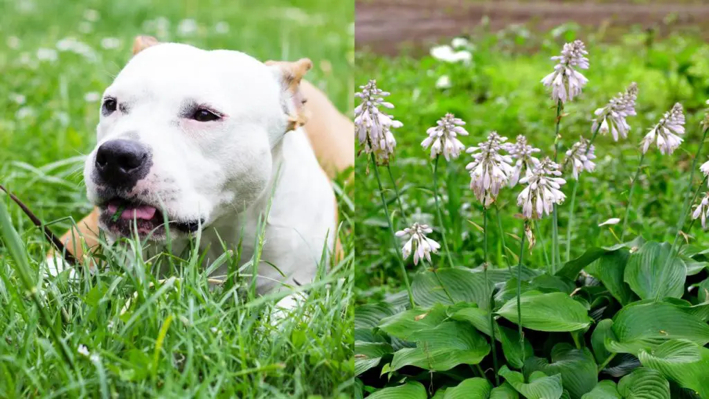 Can dogs eat plantain lily?