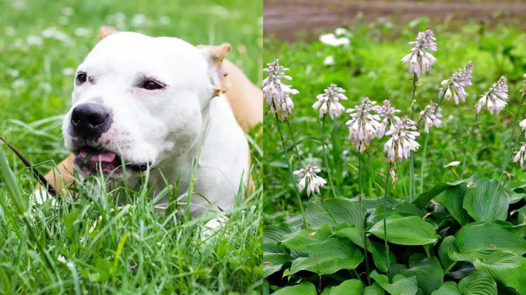 Can dogs eat plantain lily 4 Can Dogs Eat Plantain Chips Can dogs eat plantain lily?