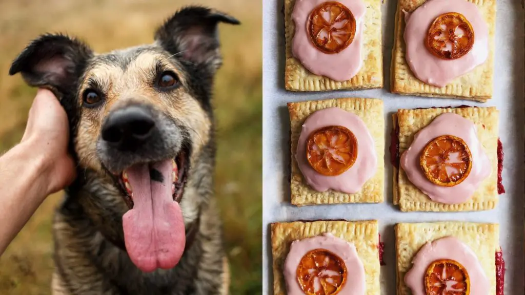 Can dogs eat pop tarts 3 Can Dogs Eat Pop Tarts? Can dogs eat pop tarts?