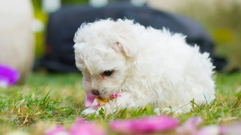 Can dogs eat rose petals or rose bushes?