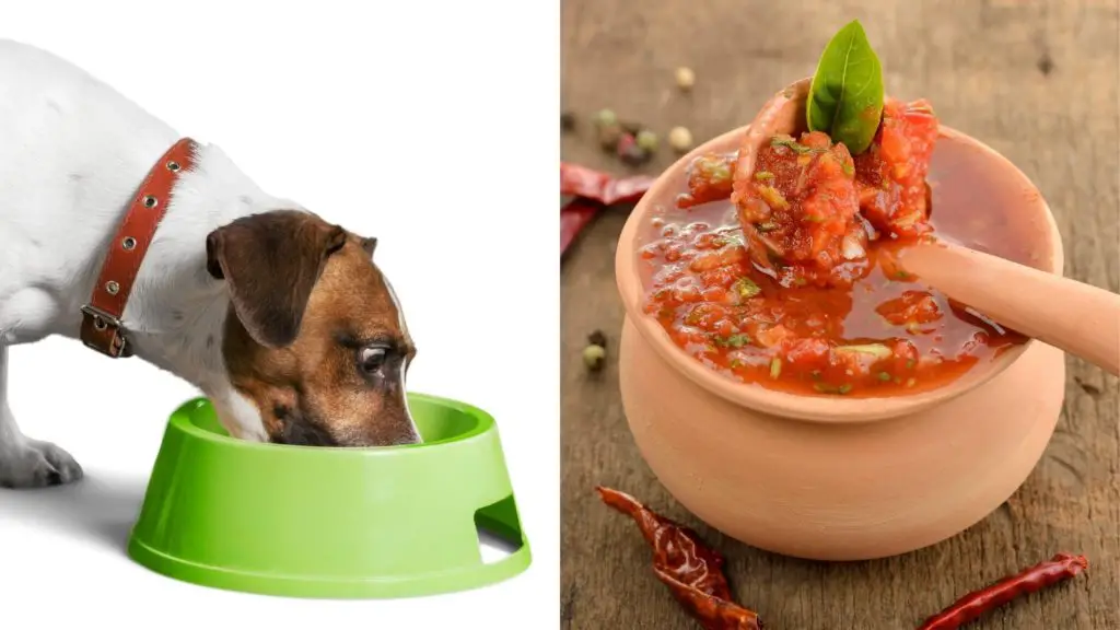 Can dogs eat salsa?