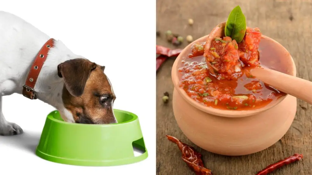 Can dogs eat salsa 2 can dogs eat salsa Can dogs eat salsa?