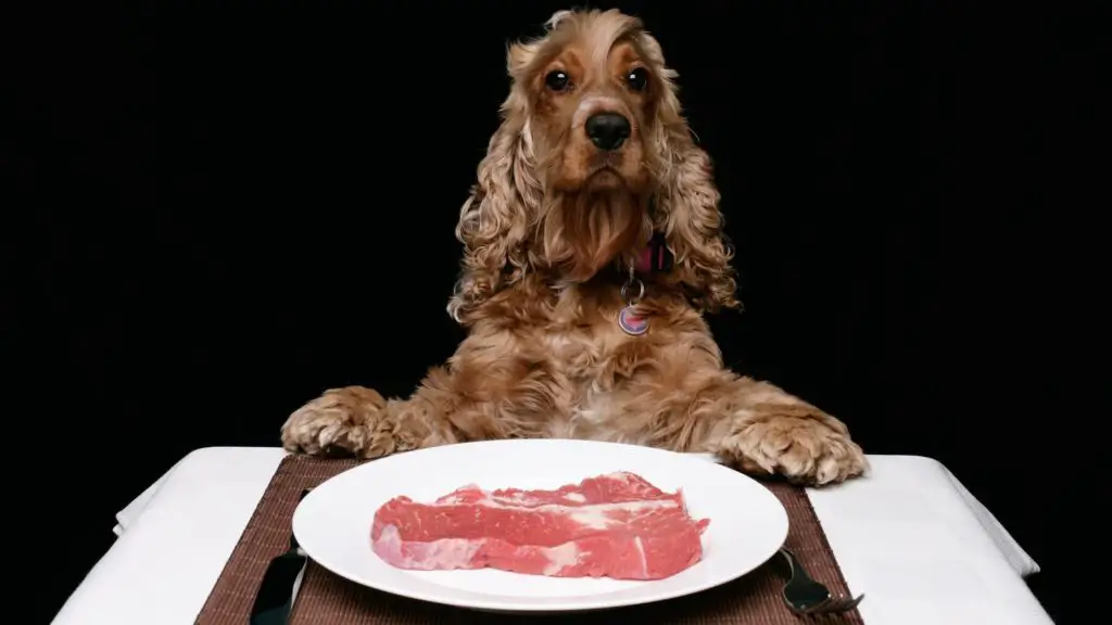 Can dogs eat steak gristle?