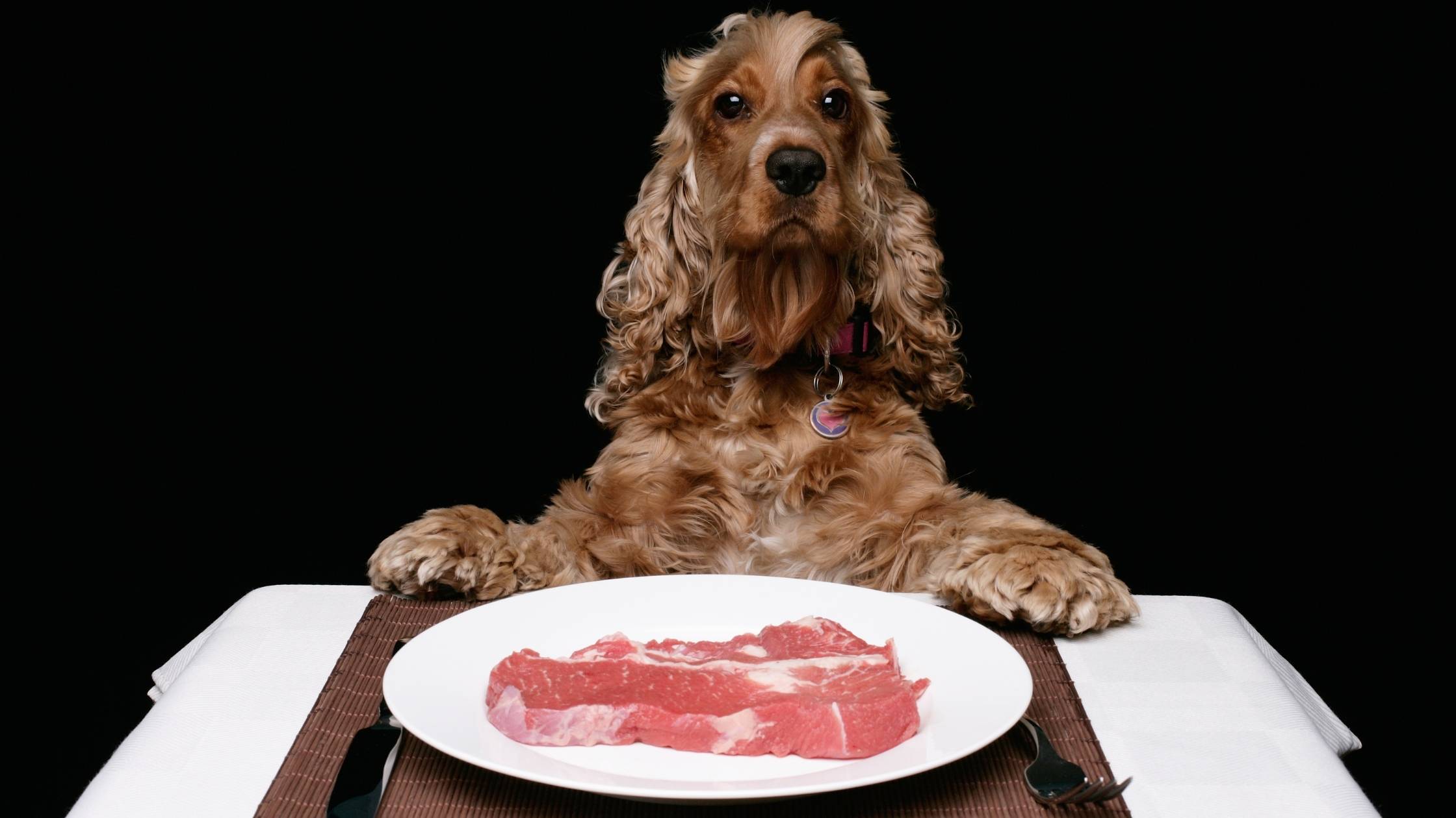 Can Dogs Eat Steak Fat