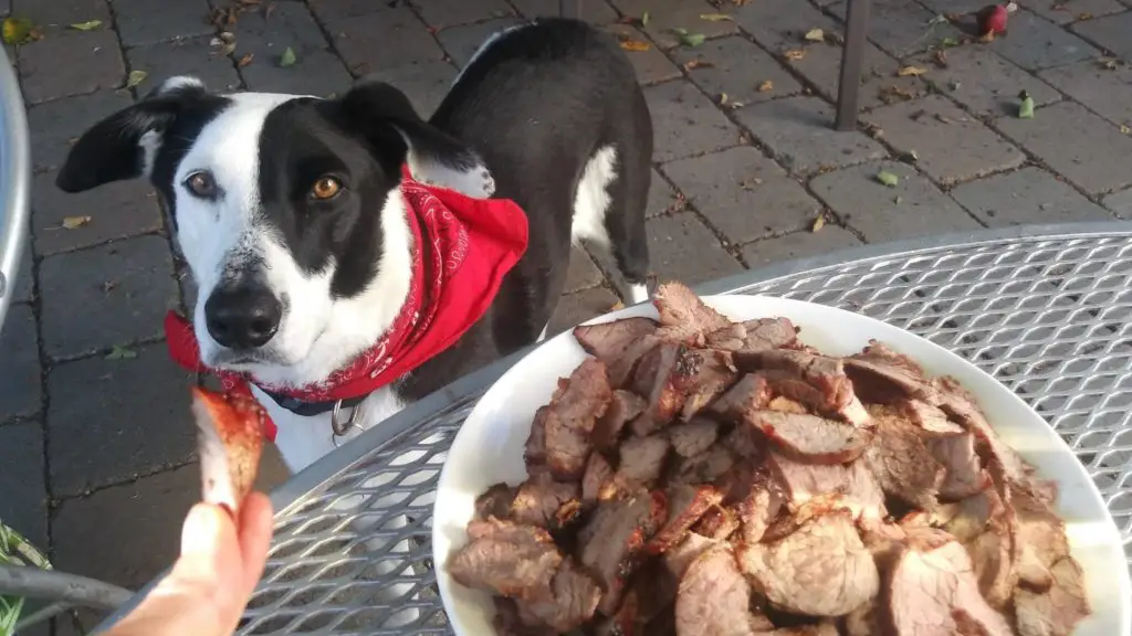 Can dogs eat steak pieces?