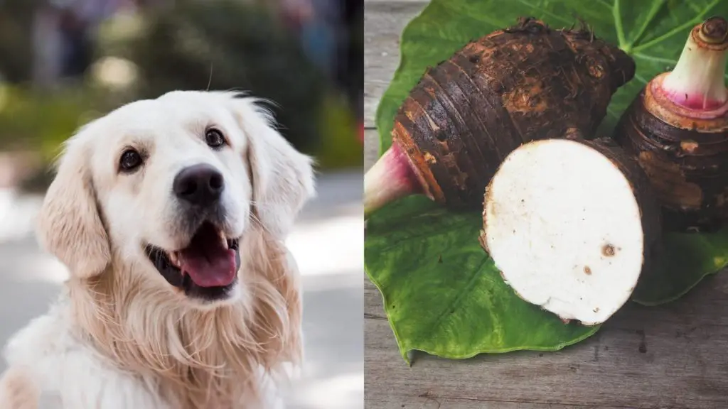 Can dogs eat taro?