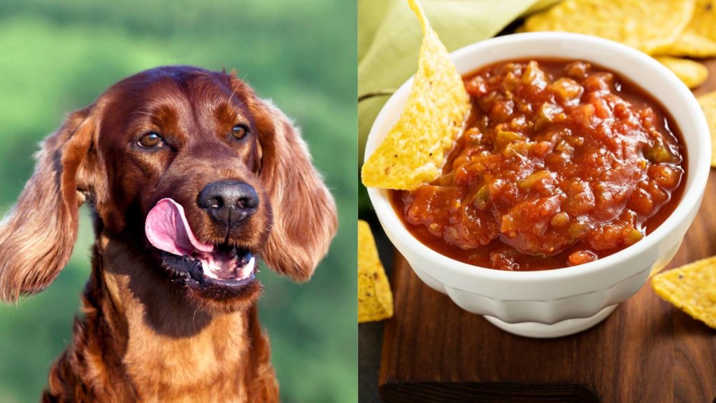 Can dogs eat the tomato in salsa?