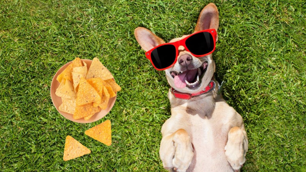 Can dogs eat tortilla chips?
