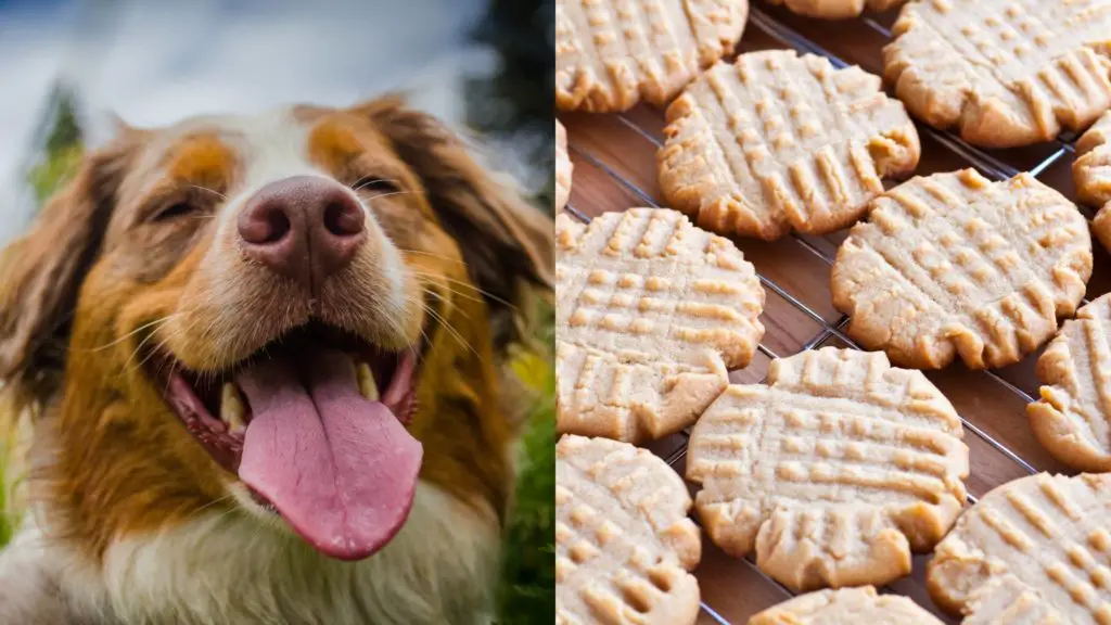 Can my dog eat a Nutter Butter cookie?