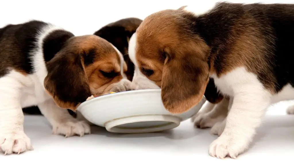 Can puppies eat orange chicken 5 Can Dogs Eat Orange Chicken Can puppies eat orange chicken?