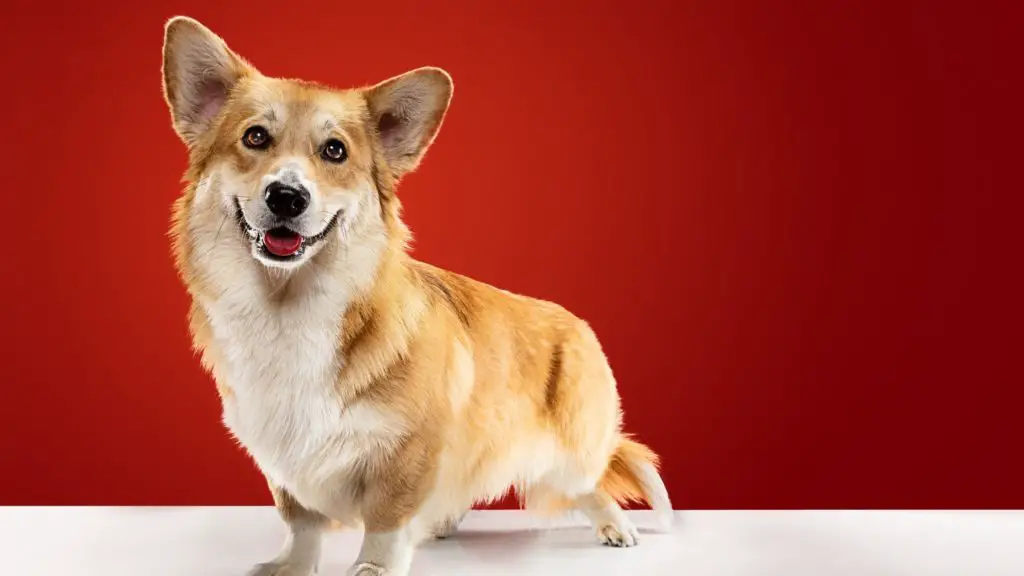 Corgis 9 Poogle Corgis