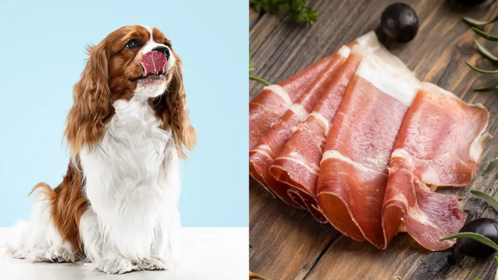 Dogs and prosciutto