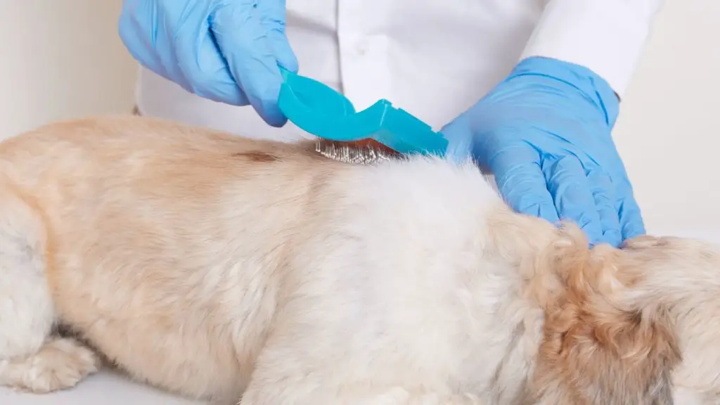 Grooming a Beagle Poodle Mix