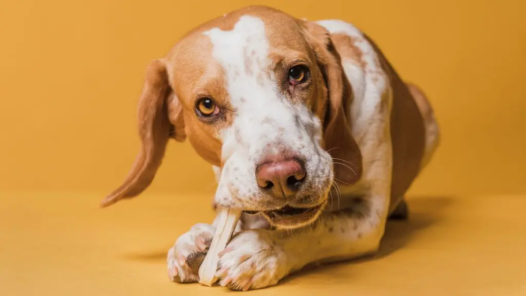 Health benefits of bamboo shoots for dogs 4 Can Dogs Eat Bamboo Shoots? Health benefits of bamboo shoots for dogs