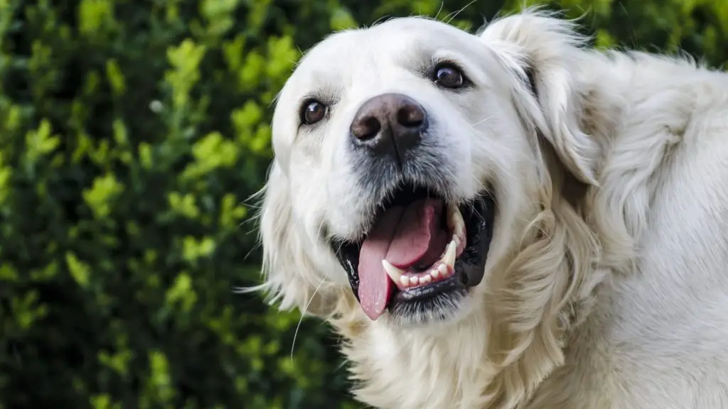Health benefits of capers 4 Can Dogs Eat Capers Health benefits of capers