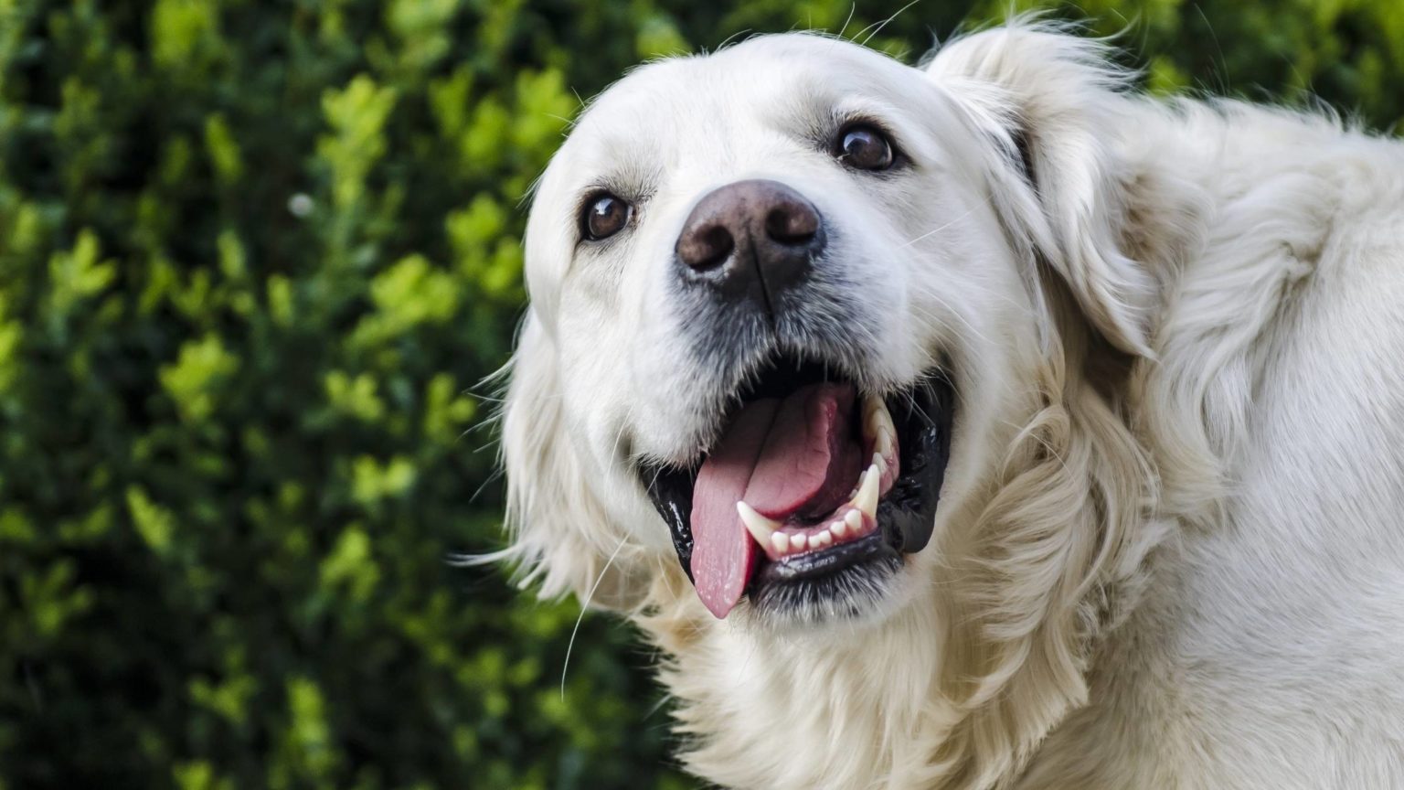 Can Dogs Eat Capers? Everything You Need to Know