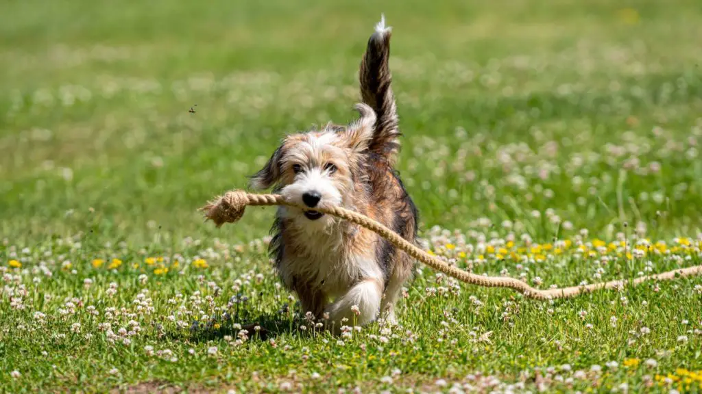 How Much Exercise Do Poogles Need 5 Poogle How Much Exercise Do Poogles Need