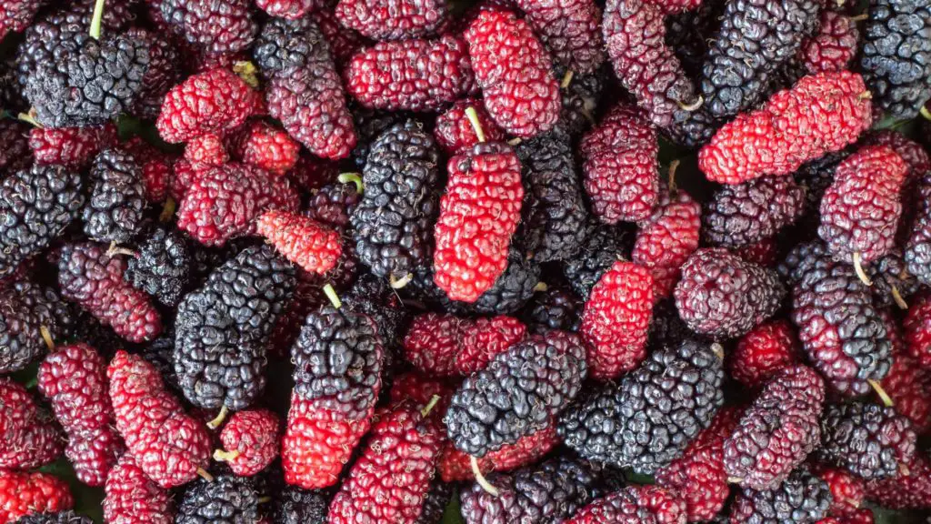 How many mulberries can dogs eat?