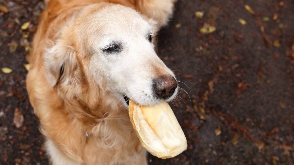 How much bread should dogs eat?