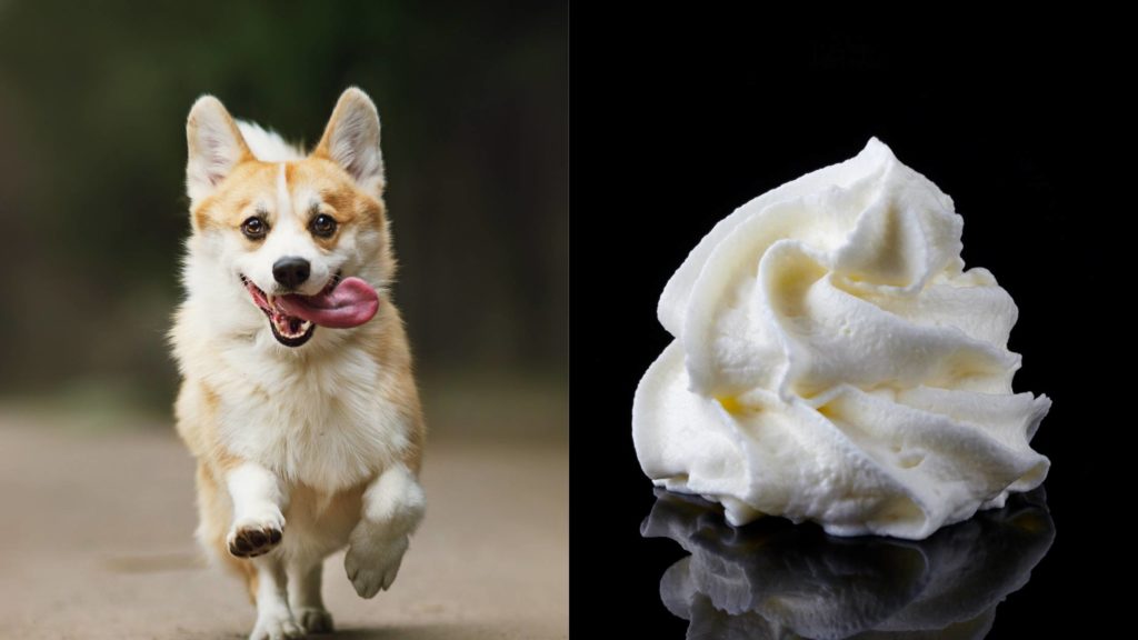 How often should you give your pup cool whip?