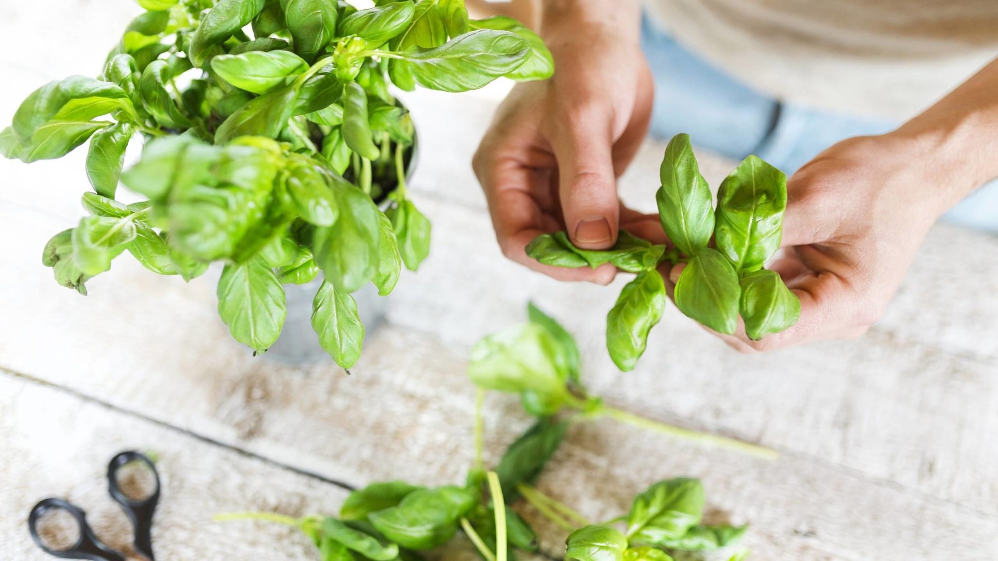Can Dogs Eat Basil? Is it Safe?