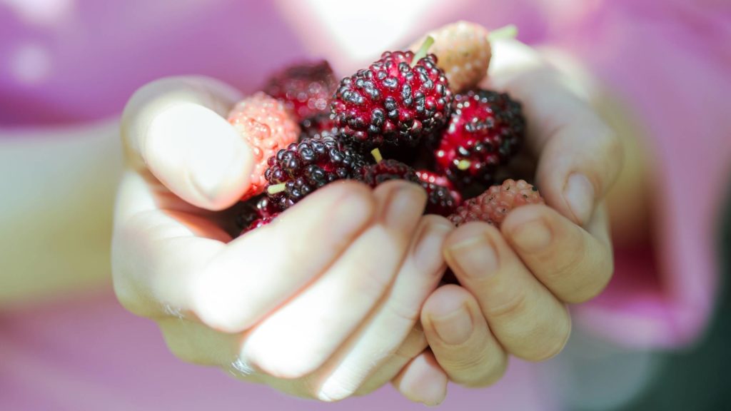 How to serve mulberries to your pup?