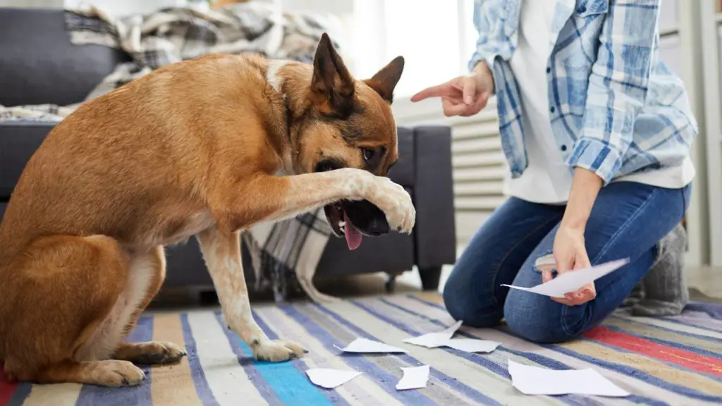 How to stop dogs from eating things they shouldnt 1 4 dog ate foam earplug How to stop dogs from eating things they shouldn’t?