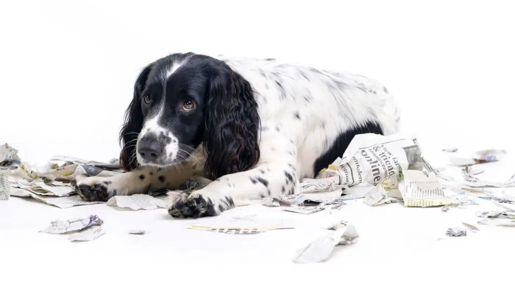 How to stop dogs from eating things they shouldnt 4 Dog Ate a Disposable Razor How to stop dogs from eating things they shouldn’t?
