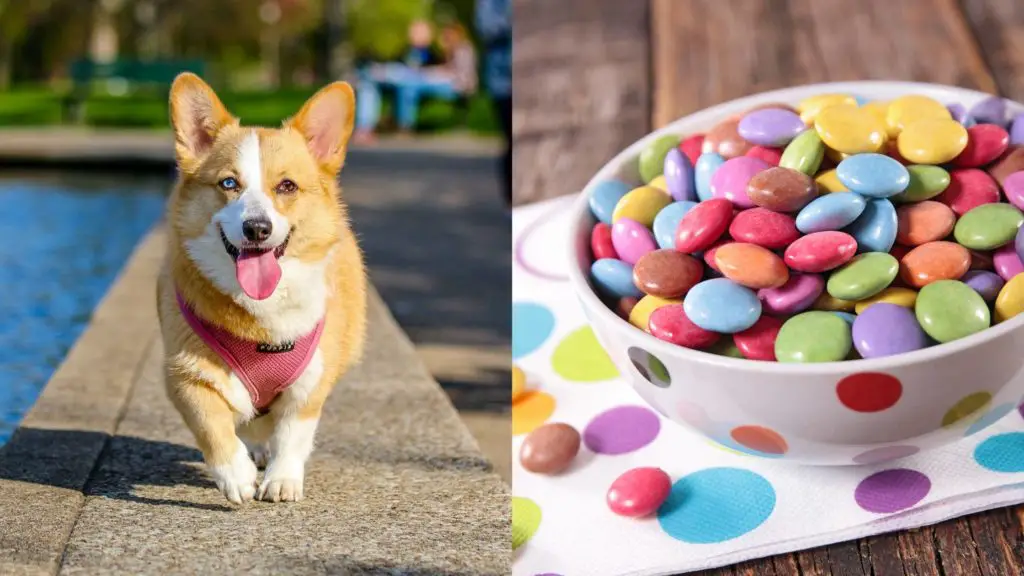 Is Smarties bad for dogs?