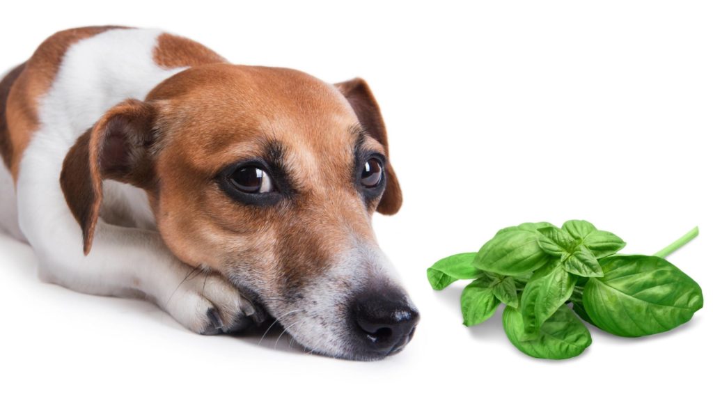 Is basil poisonous to dogs?