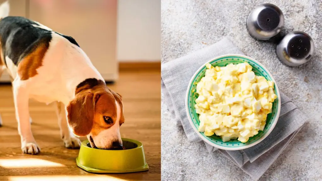 Is egg salad bad for dogs?