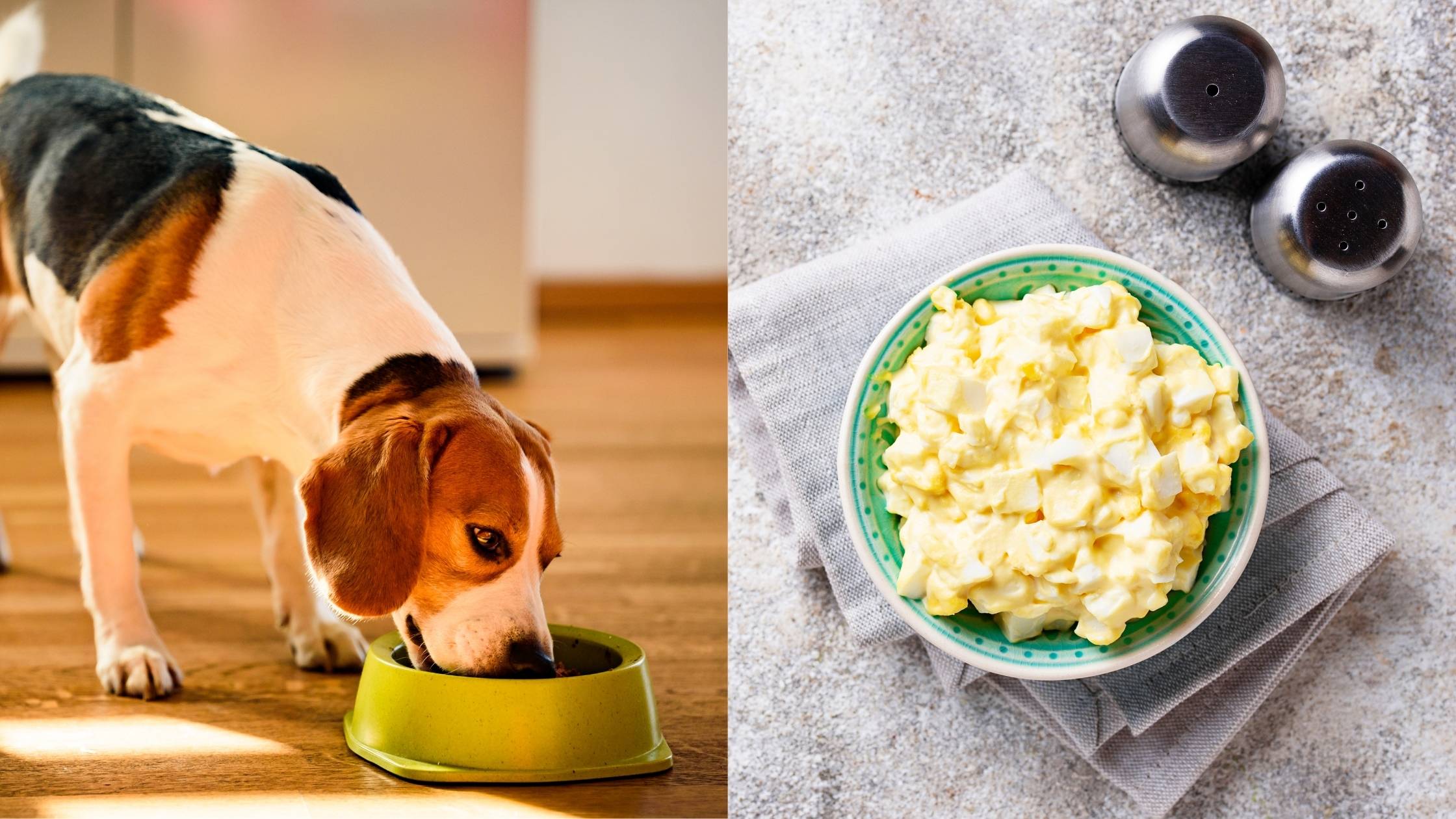 Can Dogs Eat Egg Salad?