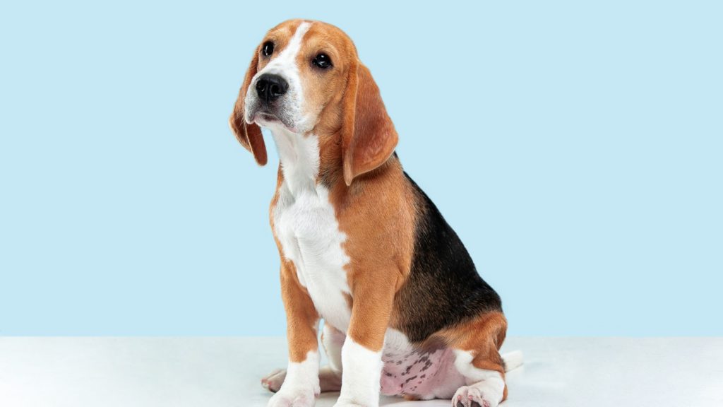 The Beagle 3 Poogle The Beagle