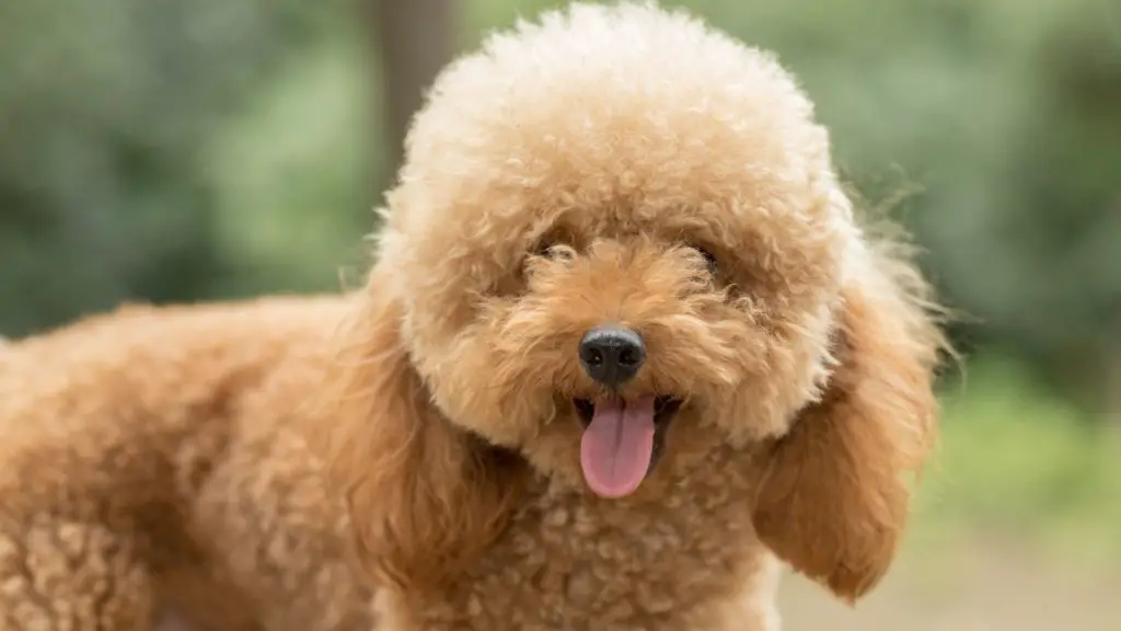 The Poodle 2 Poogle The Poodle