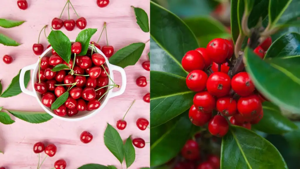 Toxic berries to avoid